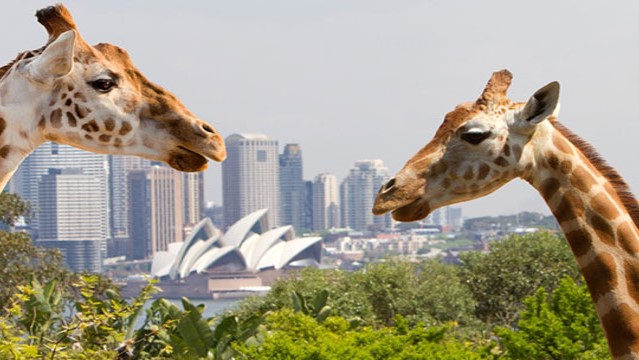 Business Workshop at Taronga Zoo